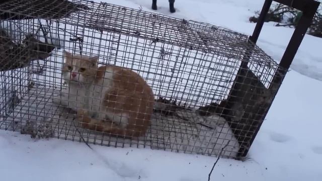 ловушка для хорьков.куниц.крыс.и различных зверьков