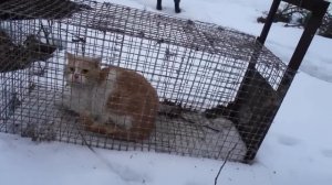 ловушка для хорьков.куниц.крыс.и различных зверьков