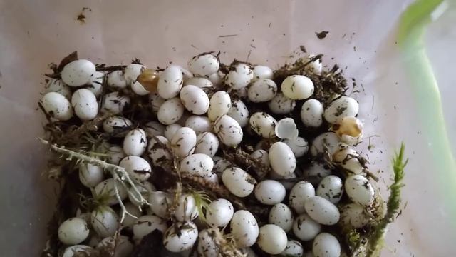 ЯЙЦА УЛИТКИ ВЫЛУПИЛИСЬ | Рождение улитят улитки Ахатины ретикулята Альбина | Snail pets смотреть онлайн