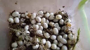 ЯЙЦА УЛИТКИ ВЫЛУПИЛИСЬ | Рождение улитят улитки Ахатины ретикулята Альбина | Snail pets