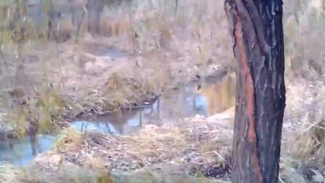Голосеевский парк. На озере. Киев. Последний осенний денек смотреть онлайн