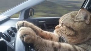 валим валим