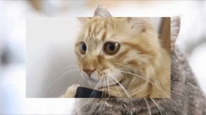 Кот и пылесос. Мега ржака!!! :DD