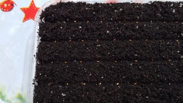 Раскрываю секрет выращивания виолы. Виола от посева до цветения, сроки посадки виолы. смотреть онлайн