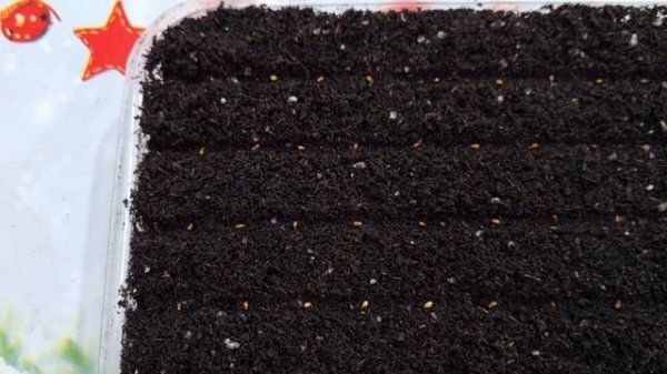 Раскрываю секрет выращивания виолы. Виола от посева до цветения, сроки посадки виолы.