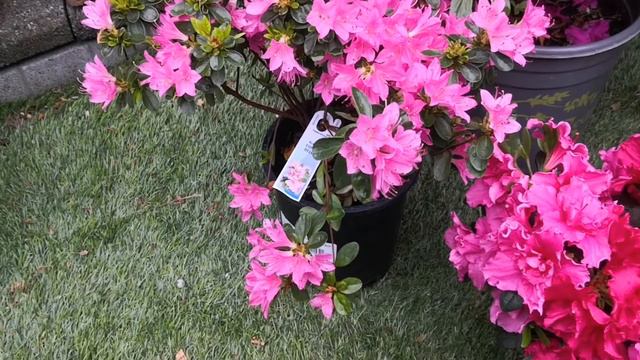 【赏花】温哥华小院里杜鹃花 coral bell Azalea/Rosebut Azalea/
girard’s fuchsia Azalea смотреть онлайн