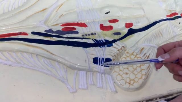 Ромбовидная ямка. Проекция ядер. смотреть онлайн