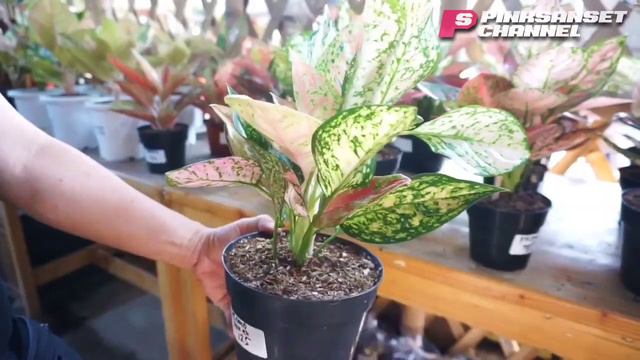 Promo paket, habisin stok aglonema. (Eps.21) смотреть онлайн