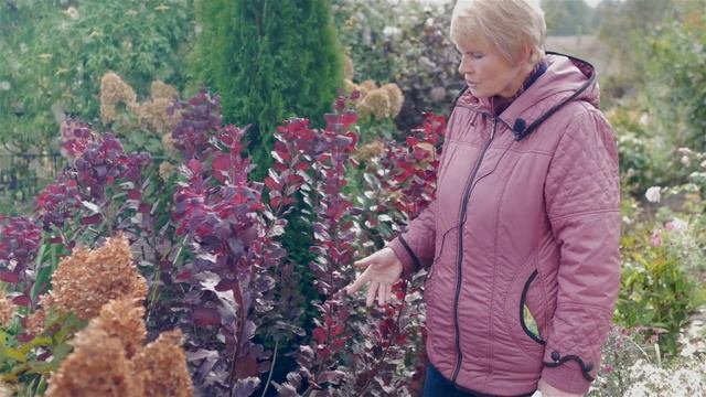 Скумпия осенью. Уход за скумпией осенью. смотреть онлайн