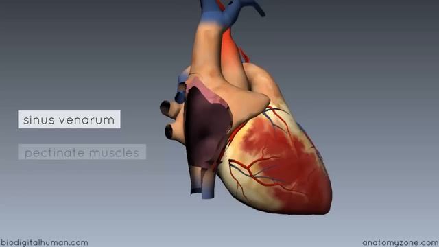 Heart Anatomy - Right Atrium - 3D Anatomy Tutorial смотреть онлайн