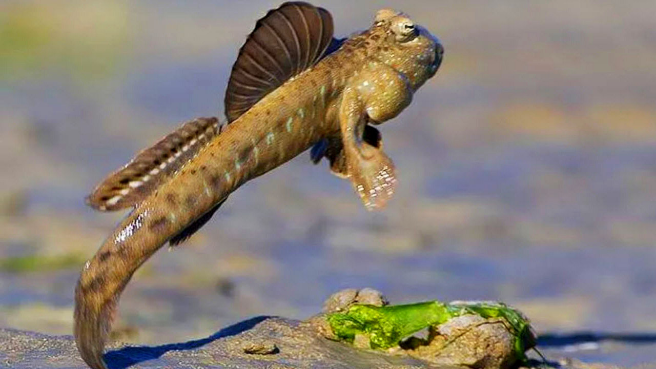 Вроде рыба, но живот на суше... Илистый прыгун.mp4 смотреть онлайн