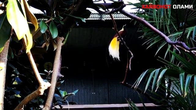 Жаннат Куши хакидаги кизикарли малумотлар смотреть онлайн