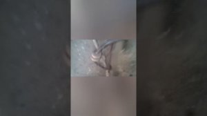 УАЗ Патриот, провод abs и рессоры...