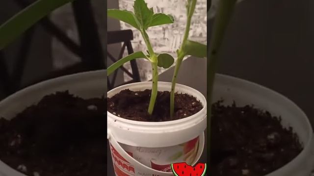 Прививка арбуза на лагенарию. #Shorts смотреть онлайн