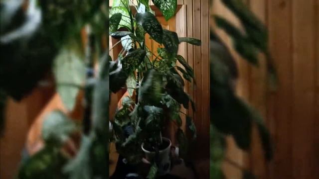 Переезд (с этажа на этаж) смотреть онлайн