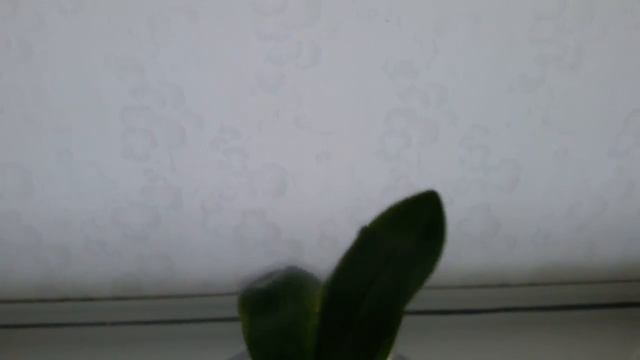Фаленопсисы Tetraspis "C#1" и Deep Blue sea смотреть онлайн