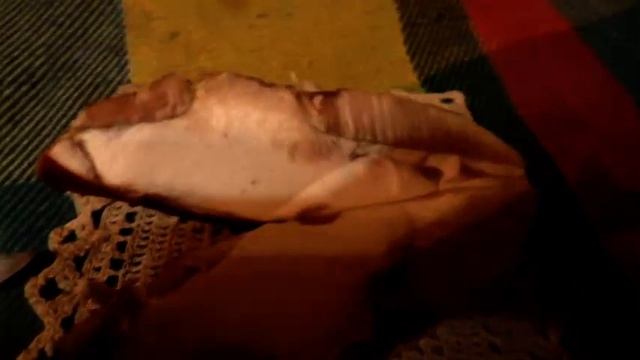 Какой Лес, такие и Грибы. Ни Мошки, ни Червя. смотреть онлайн