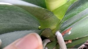 НЕ ЦВЕТЕТ орхидея? орхидеи НАКОНЕЦ-ТО пустят ЦВЕТОНОС! ПОЧЕМУ НЕ ПОЛУЧАЕТСЯ цвести орхидеи!