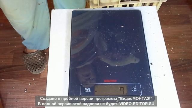 Мясные перепела в возрасте 24-х дней