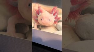 Полысели жабры у аксолотля. Как нарастить, сделать пышные жабры у аксолотля.