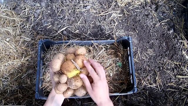 Секрет ускоренного выращивания картофеля. Ведро с куста. Как правильно проращивать картофель смотреть онлайн