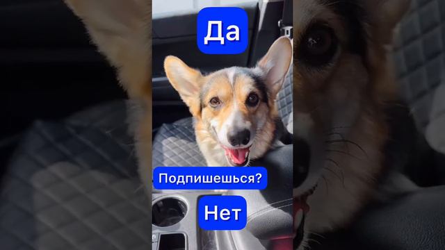 СМЕШНЫЕ ЖИВОТНЫЕ | ОТВЕЧАЙ НА ВОПРОСЫ, ТОЛЬКО ЧЕСТНО, ДА ИЛИ НЕТ? смотреть онлайн