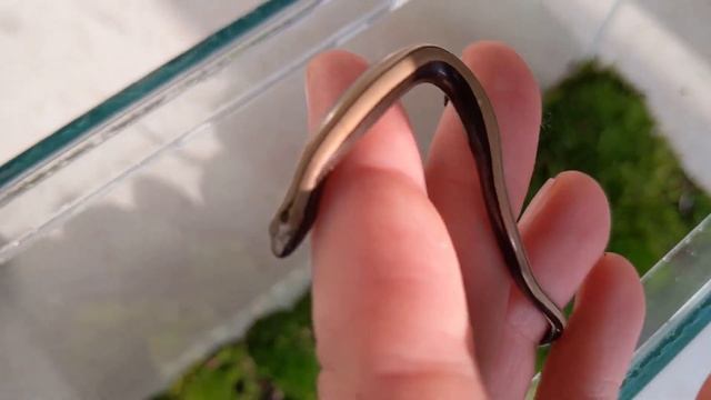 Веретеница ЯЩЕРИЦА-ЗМЕЯ (+террариум из мха) How to do a moss terrarium for blindworms LIZARD-SNAKE смотреть онлайн
