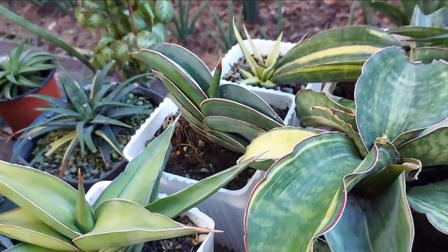 Plant Hunting @Padre Hora Garden | From Rare Cactus Collections,   Sansevieria Rorida, Philos N Mor