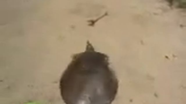 казахская черепаха смотреть онлайн