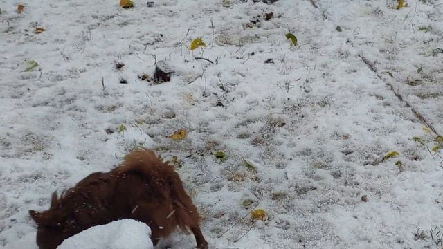 #Крым #стихия питомник чихуахуа и той-пудель Кастропуло Крым Благодарю у нас всё в порядке