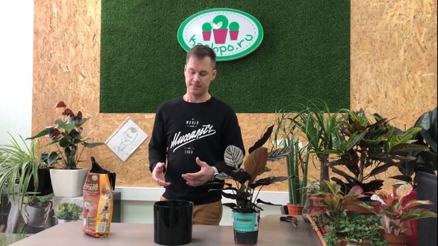 Пересадка без риска - Калатея и Zeoflora