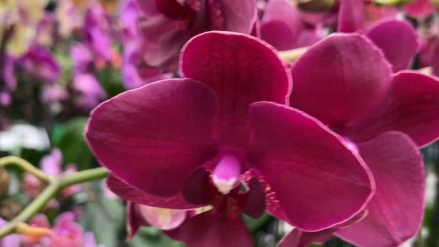 Привезли еще орхидеи на Шоу Орхидей Бауцентр. Клеопатра, Пандора, Мауди, биг липы .. смотреть онлайн