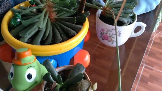 ADROMISCHUS CRISTATUS E COOPERI( PATA DE TARTARUGA)|#113 смотреть онлайн