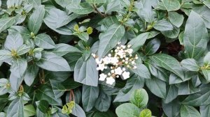 Мы приехали в санаторий МВД "Сосновый" под Туапсе.