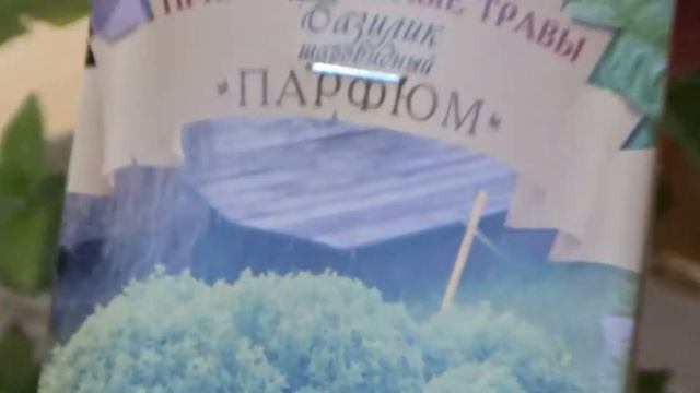 Базилик  Новинки  Обзор сортов