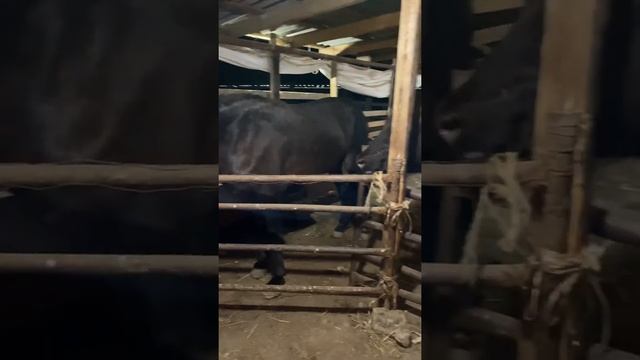 Бык и Лошадь ? смотреть онлайн