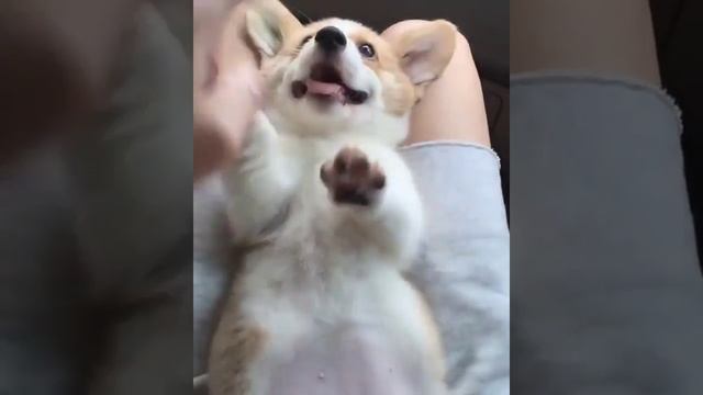 lil cutie.mp4 смотреть онлайн