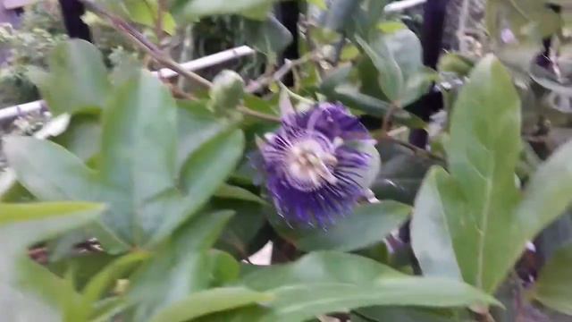 37- Passiflora flower in my terrece garden... смотреть онлайн