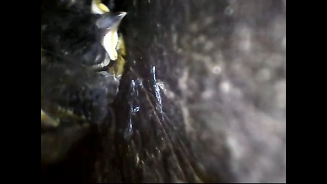 Гнездо синицы в дупле яблони смотреть онлайн