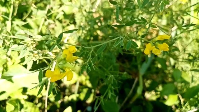 Чина луговая. Улучшаем умственную способность. смотреть онлайн