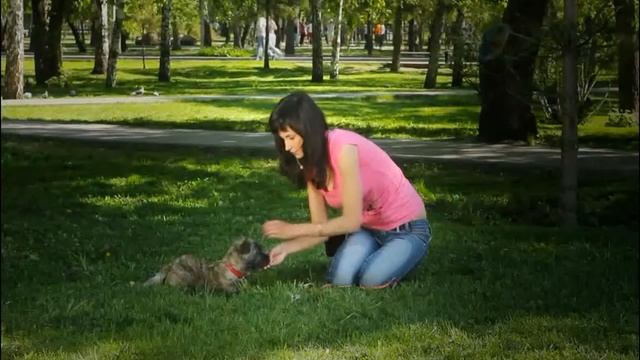 Как научить собаку команде Лежать. Дрессировка собак в Новосибирске. Кинологический центр "БАРС" смотреть онлайн