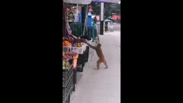 Приколы с животными. Смешные животные. Январь 2022. смотреть онлайн