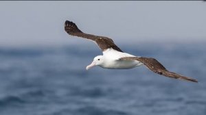 АЛЬБАТРОСЫ - Пернатые летучие корабли