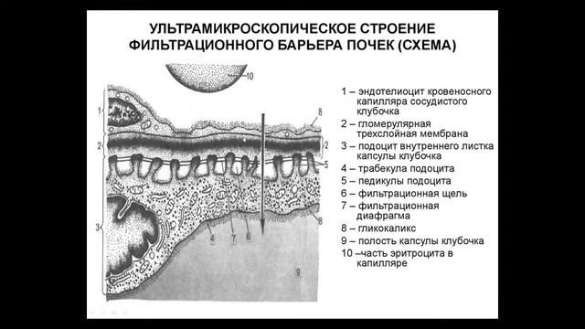 Лекция "выделительная система" 11.11.20 16:15 смотреть онлайн