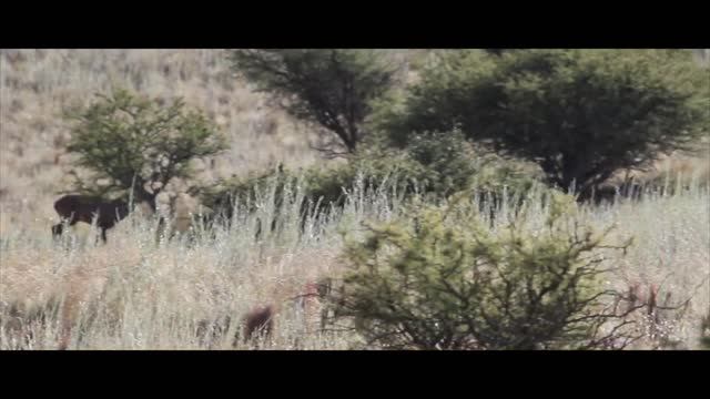 La Pampa Free Range Stag! смотреть онлайн