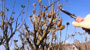 Обрезка гибискуса садового Сирийского 29.12.2020