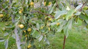 Уральское наливное