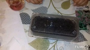 Мята из семян от А до Я / от посева до цветения и сбора /   Как вырастить -  Мята "Радуга"