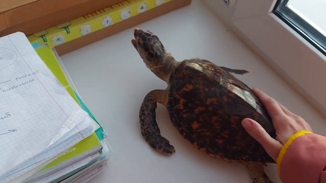 Влог учителя #9 #январь Школьный баскет, каникулы и история с аквариумом смотреть онлайн