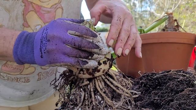 Repotting Amaryllis For Spring Blooming